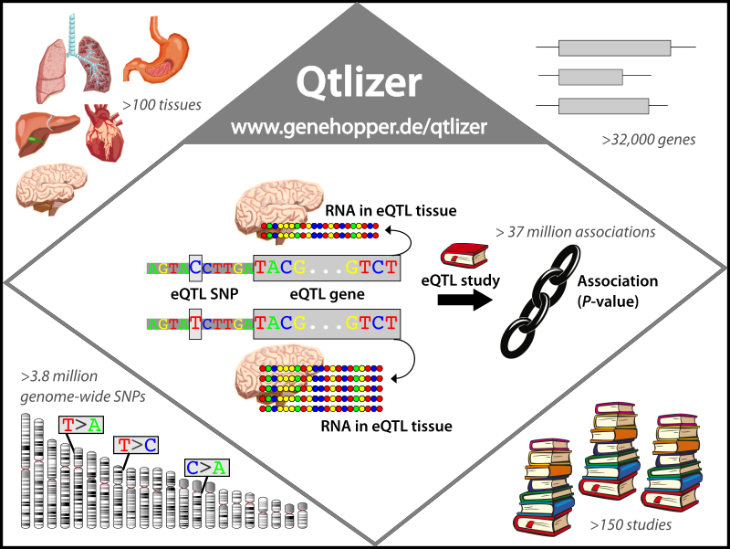 eQTLs